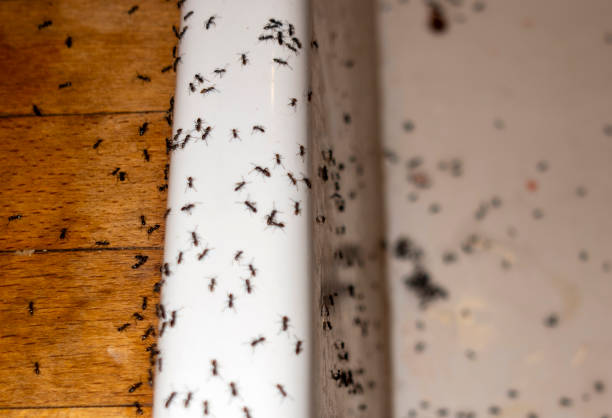 Best Commercial Pest Control Services  in Renton, WA