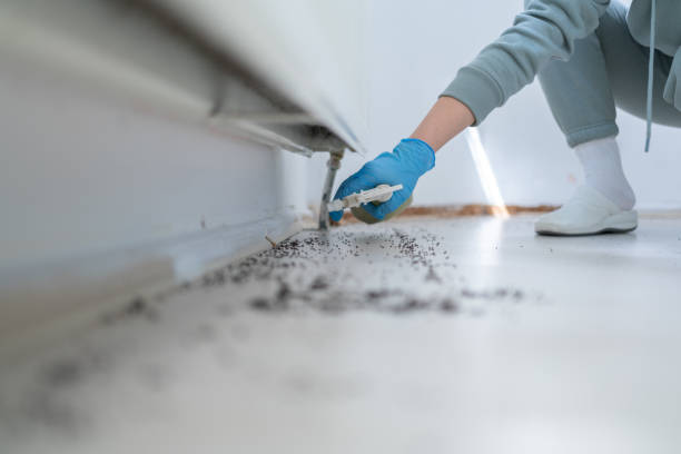 Best Flea Control Services  in Renton, WA