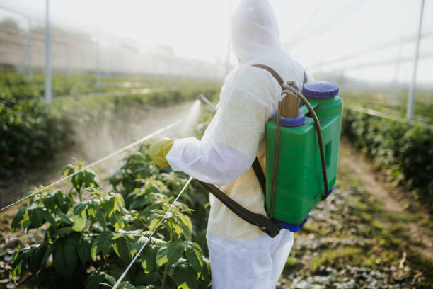 Pest Prevention Services in Renton, WA